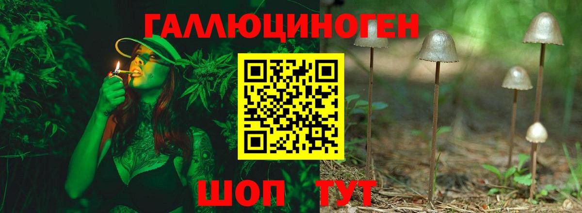 Галлюциногенные грибы Psilocybe Кириши